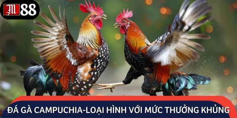 Đá gà Campuchia - Loại hình với mức thưởng khủng