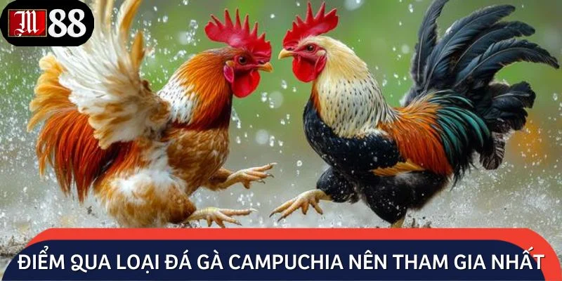 Điểm qua loại đá gà Campuchia nên tham gia nhất