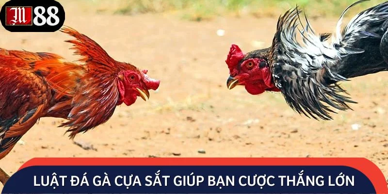 Luật đá gà cựa sắt giúp bạn cược thắng lớn