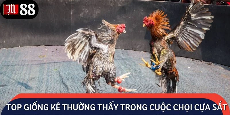 Top giống kê thường xuất hiện trong cuộc chọi cựa sắt