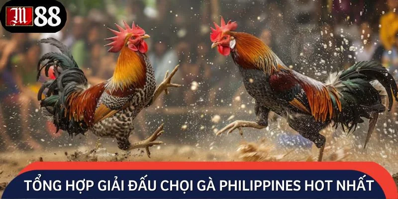 Tổng hợp những giải đấu chọi gà Philippines hot nhất hiện nay