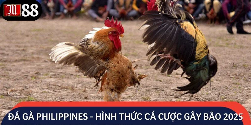 Đá gà Philippines - Hình thức cá cược gây bão 2025