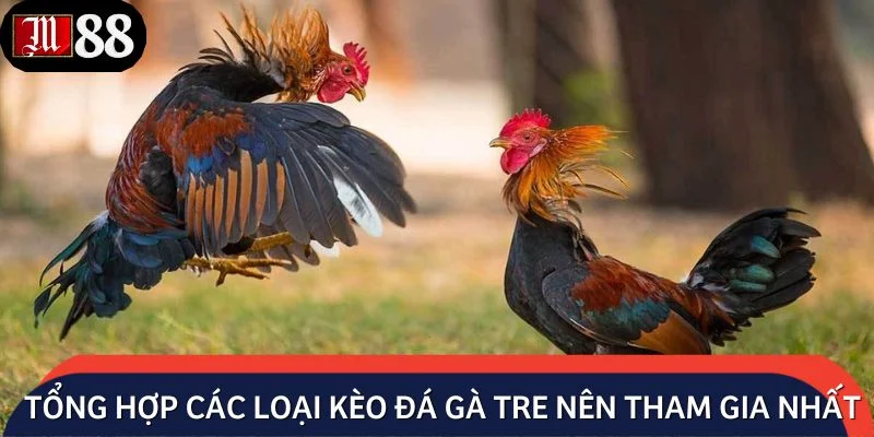 Tổng hợp các loại kèo đá gà tre nên tham gia nhất