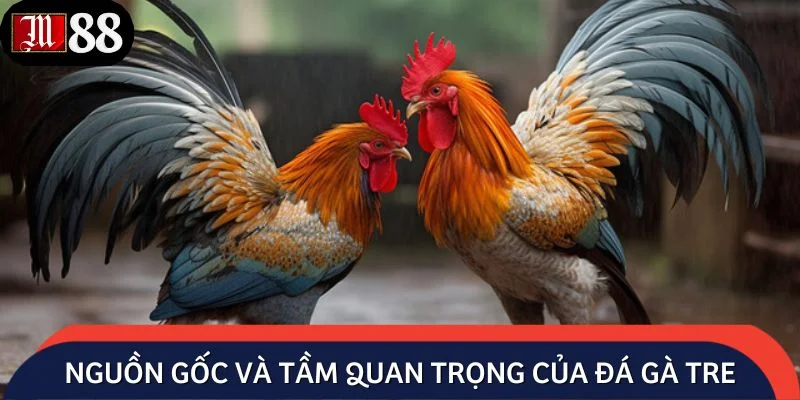 Chi tiết về nguồn gốc và tầm quan trọng của đá gà tre