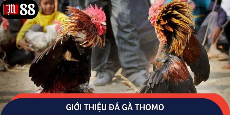 Giới thiệu đá gà Thomo