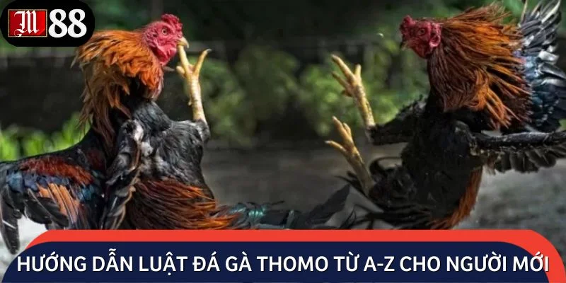 Hướng dẫn luật đá gà Thomo từ A-Z cho người mới