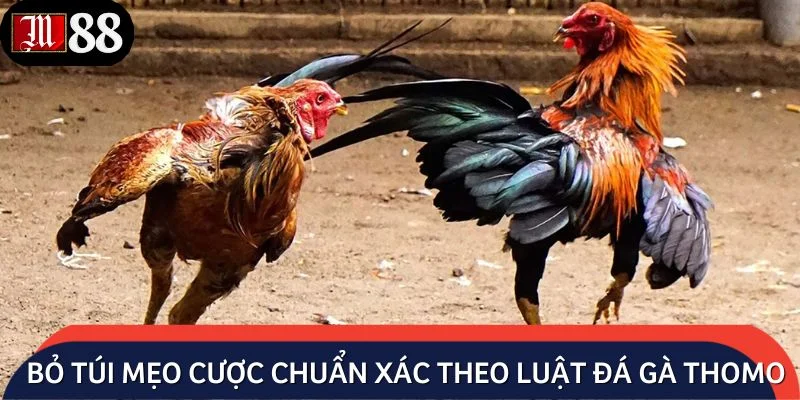 Bỏ túi mẹo cược chuẩn xác theo luật đá gà Thomo